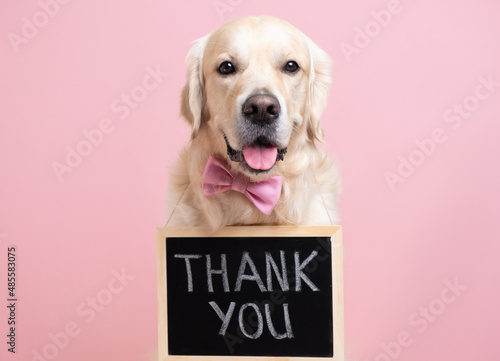 The dog is holding a black sign with the text THANK YOU. A golden retriever sits on a pink background wearing a bow tie and looking at the camera. Concept ad, banner © deine_liebe