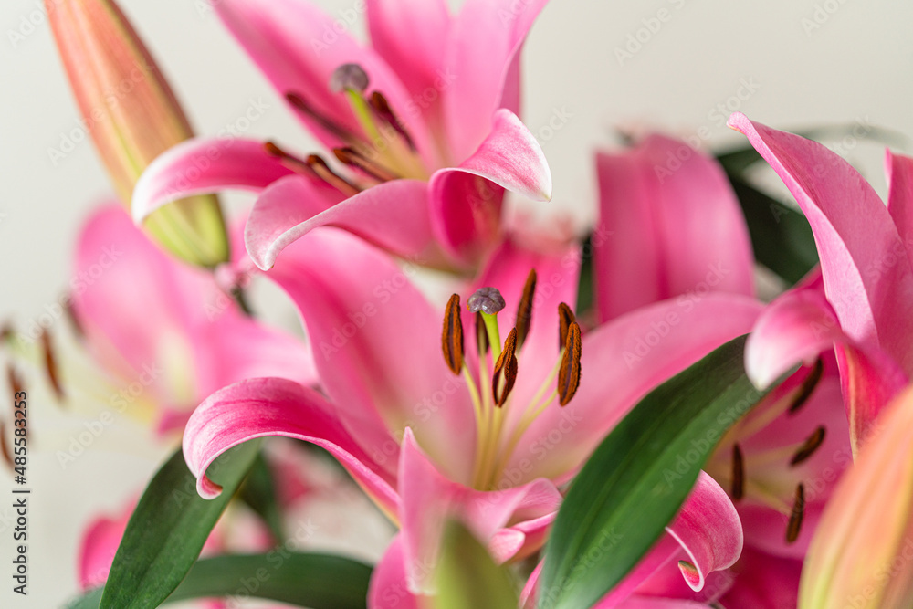 Fototapeta premium lily, pink lily, bouquet of flowers