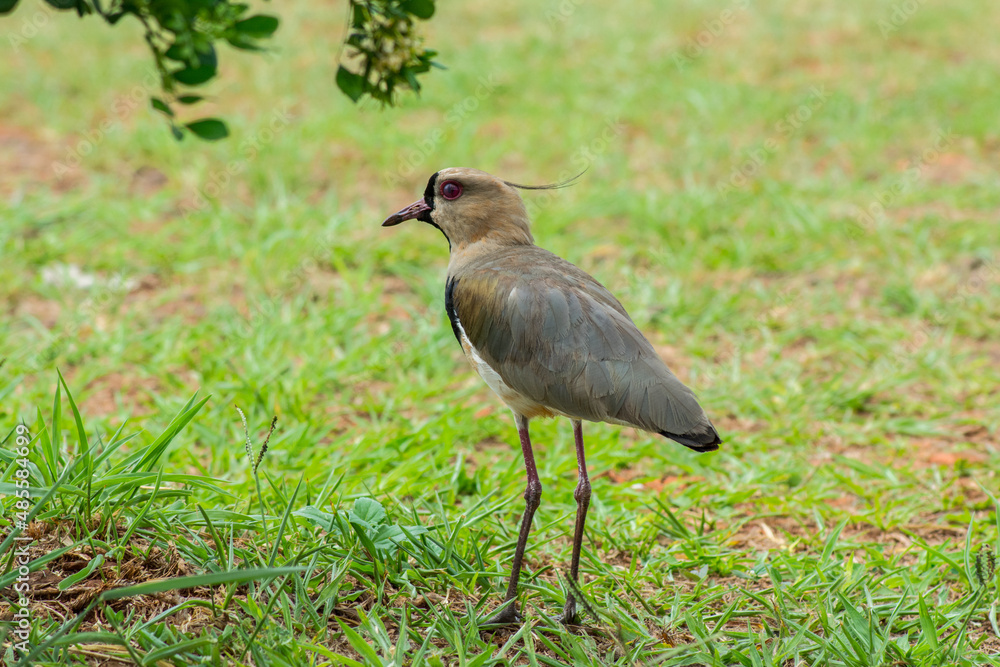 Fototapeta premium Vanellus chilensis