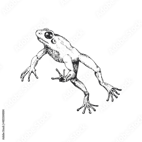 Frog in jump, vector sketch, drawn illustration.