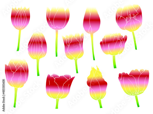 large set of vector flowers of tulips, isolated elements