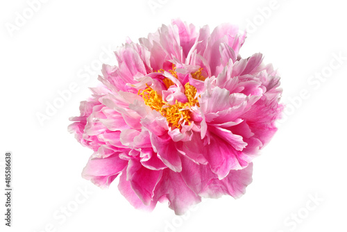Pink peony flower isolated on white background.