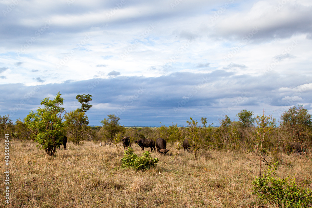 Wild ox in South Africa. Safari. Buffalos. Kruger National Park