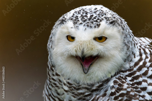 Snowy owl (Bubo scandiacus) sitting on a snowy day in the Netherlands 