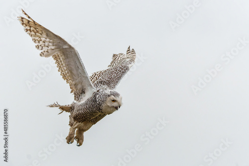 Snowy owl (Bubo scandiacus)  flying on a light snowy day in the Netherlands   photo