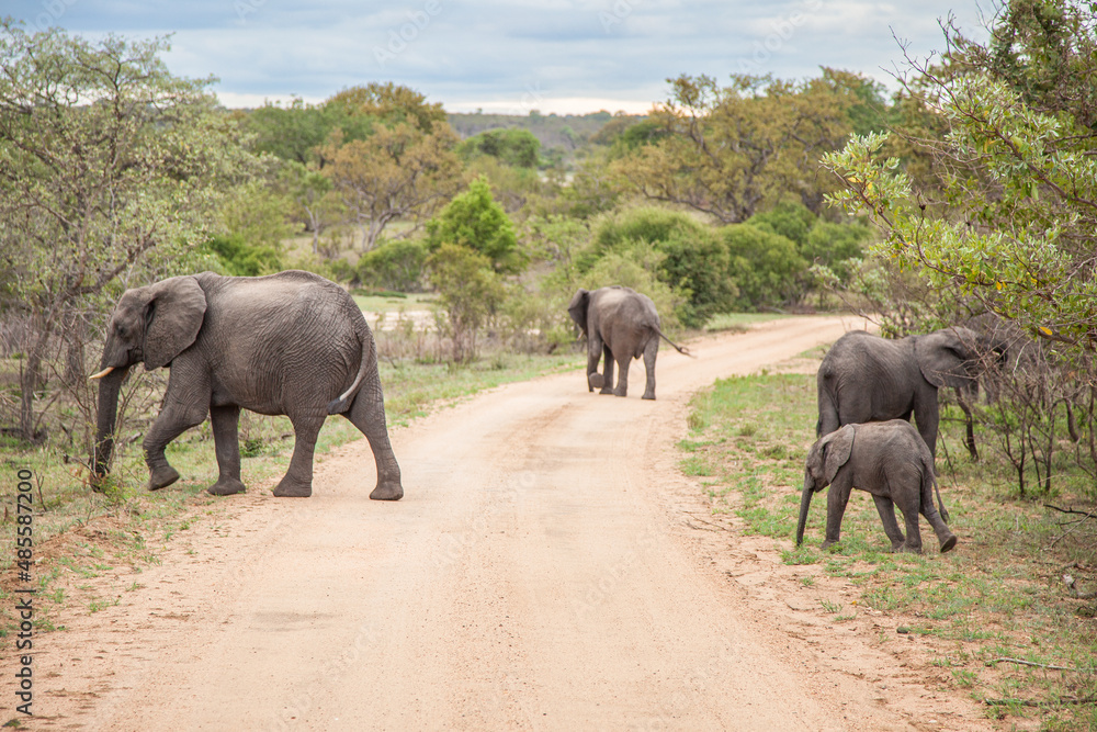 Fototapeta premium Family of elephants in the wild moving along the road. Kruger National park. South Africa 