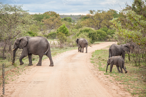 Family of elephants in the wild moving along the road. Kruger National park. South Africa 