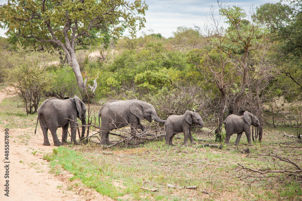 Fototapeta premium Small elephants in wild nature. Family of elephants. Kruger National Park, South Africa