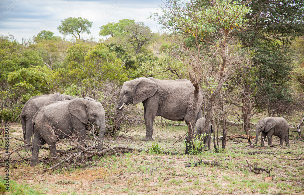 Obraz premium Elephants in the savannah. Family of elephants in wild. Kruger National Park, South Africa.