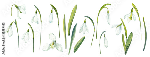 Snowdrops. Spring flowers clip art. Painted in watercolor.