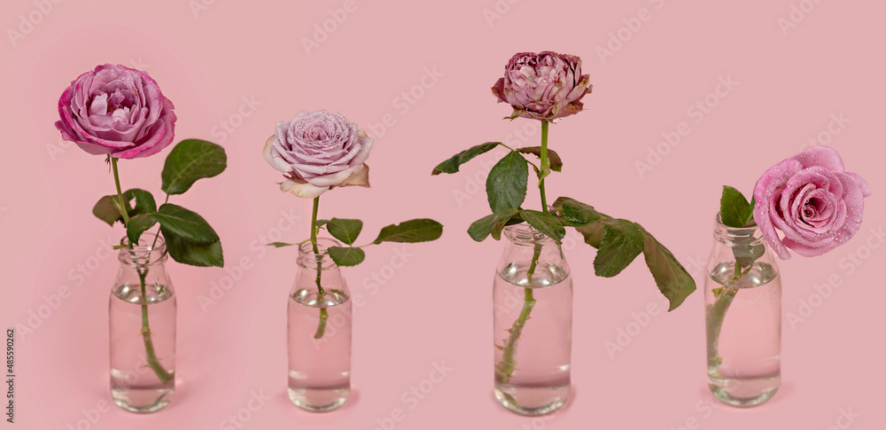 fresh roses flower in glass vase