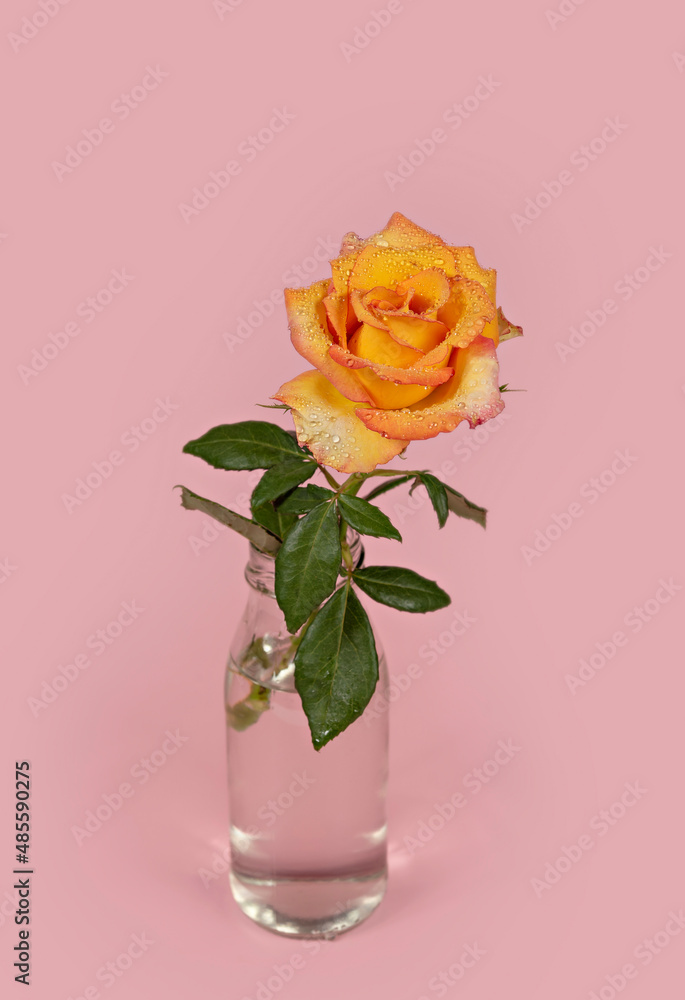Fototapeta premium Beautiful single rose flower in glass vase