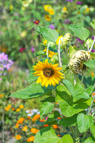 sunflower
