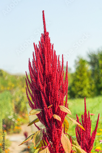 flower in the garden