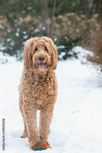 Gorgeous brown shaggy Golden Doodle standing and smiling in the snow.