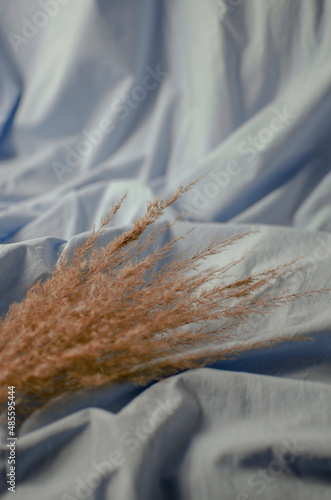 Dry grass aesthetic pampas