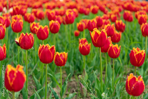 red flowers of fresh holland tulips in field. flowers of holland