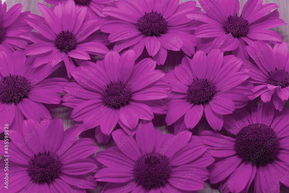 Fototapeta premium purple flowers as background, pattern texture copy space horizontal. Valentine's Day, greeting card