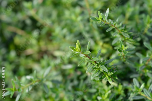 Summer savory