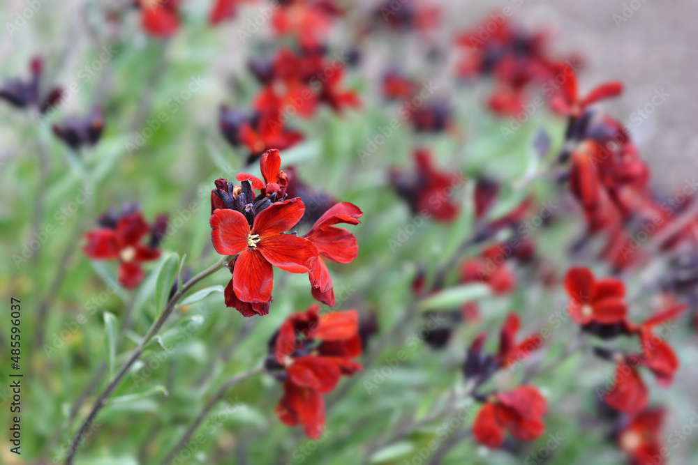 Wallflower Blood Red Covent Garden Wallflower Blood Red Covent Garden