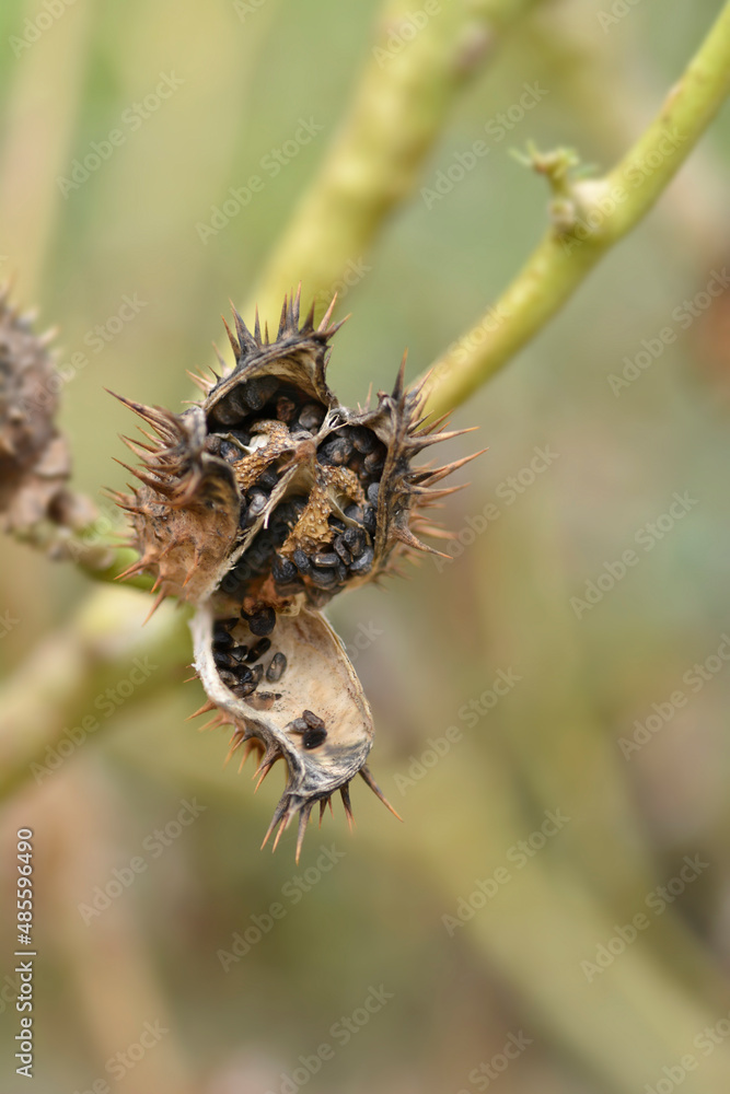 Thorn apple Thorn apple