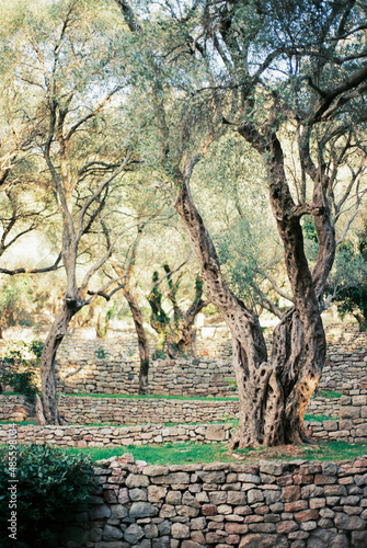 Green olive trees in a grove divided by stone fences