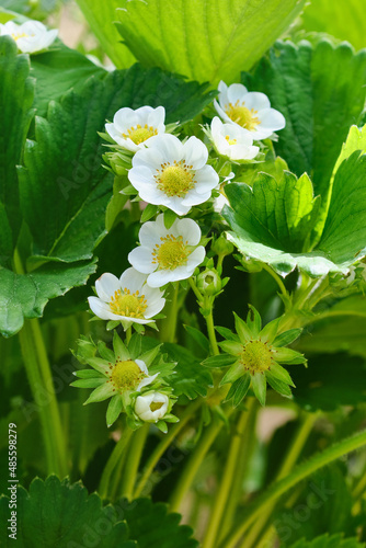 White strawberry flowers in the garden. Strawberry blossoms. Growing strawberries. Shallow depth of field