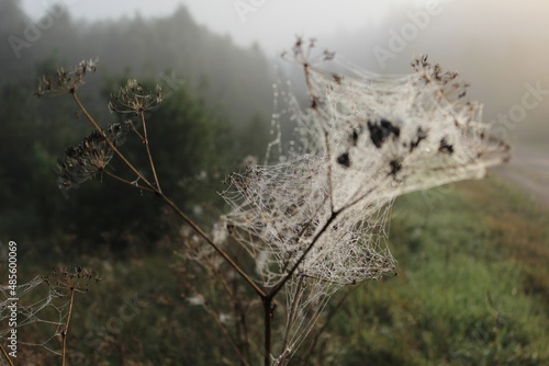 Spider webs in morning light