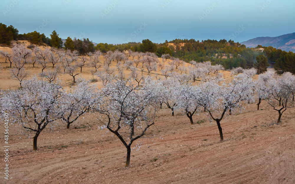 Fototapeta premium Landscape with rolling hills and orchard with flowering almond trees (prunus amygdalus), Andalusia, Spain
