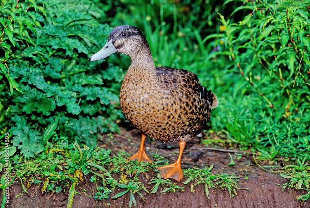 Mallard Mallard