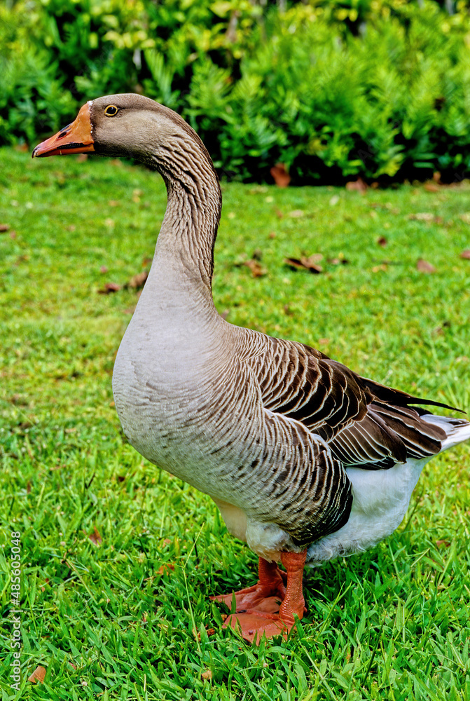Greylag goose Greylag goose
