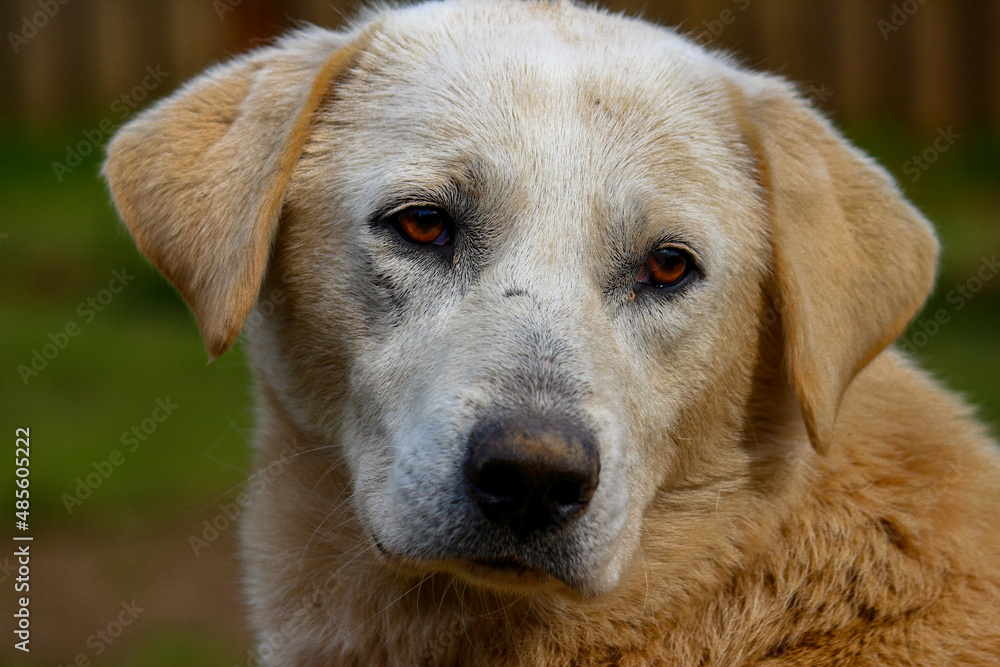 Sad looking yellow dog, sad dog photo.