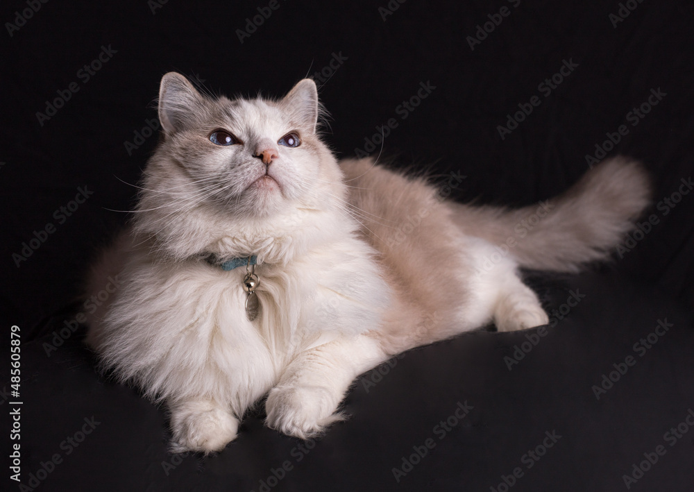 Beautiful rag doll cat laying  down with blue eyes looking up on black background.
