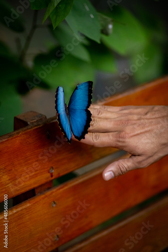 magical beautiful exotic tropical butterfly morpho with blue wings sitting on a hand on a wooden background with leaves in a botanical garden, park photo