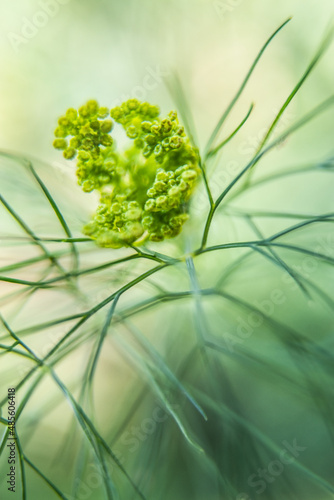 space art macro with yellow dill flowers on light green background soft focus photo