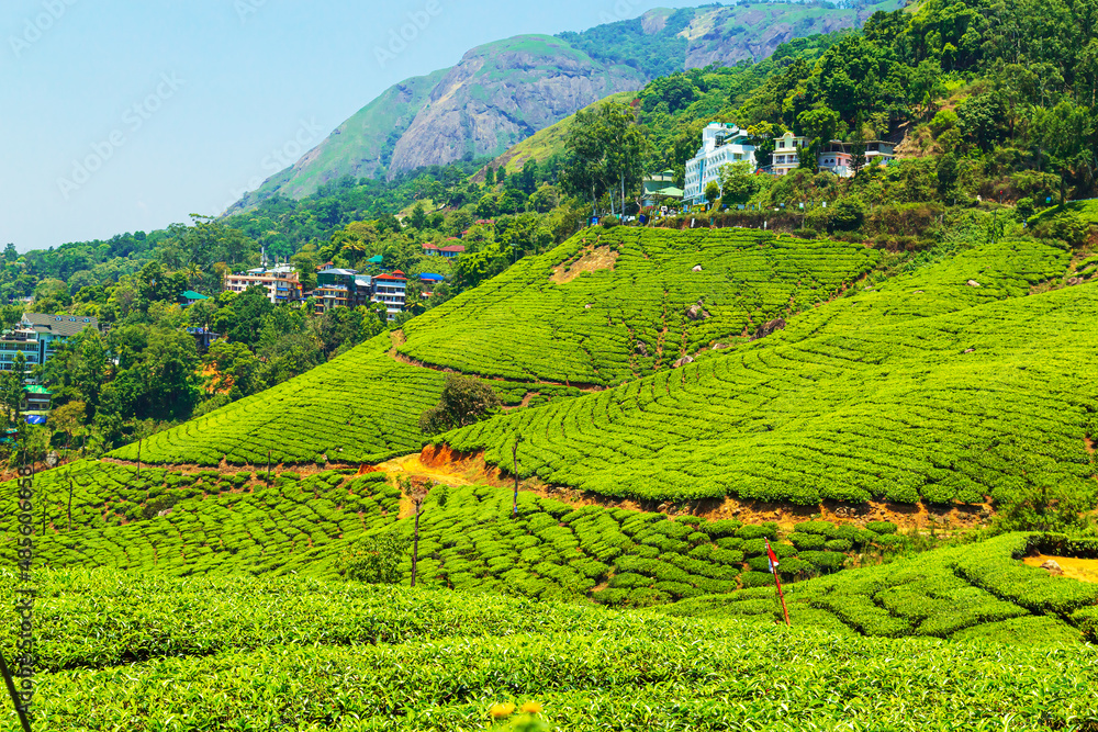 Fototapeta premium Landscape view of a tea plantation.