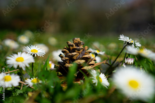 Close up shot of blossoms in spring
