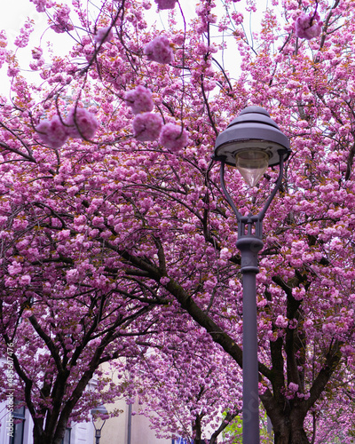 Cherry blossoms in Bonn