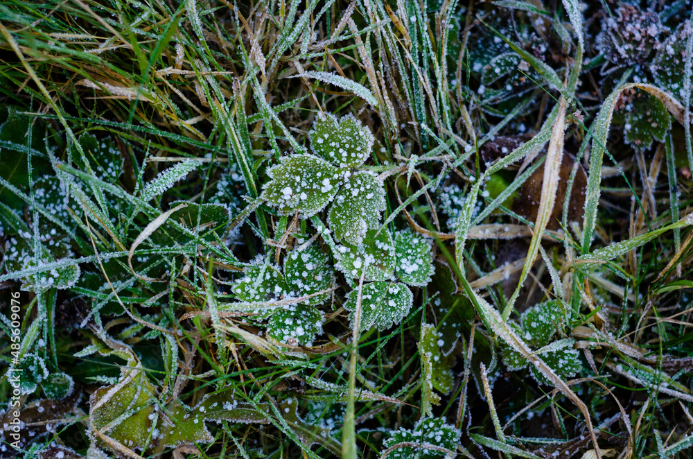 close up of moss
