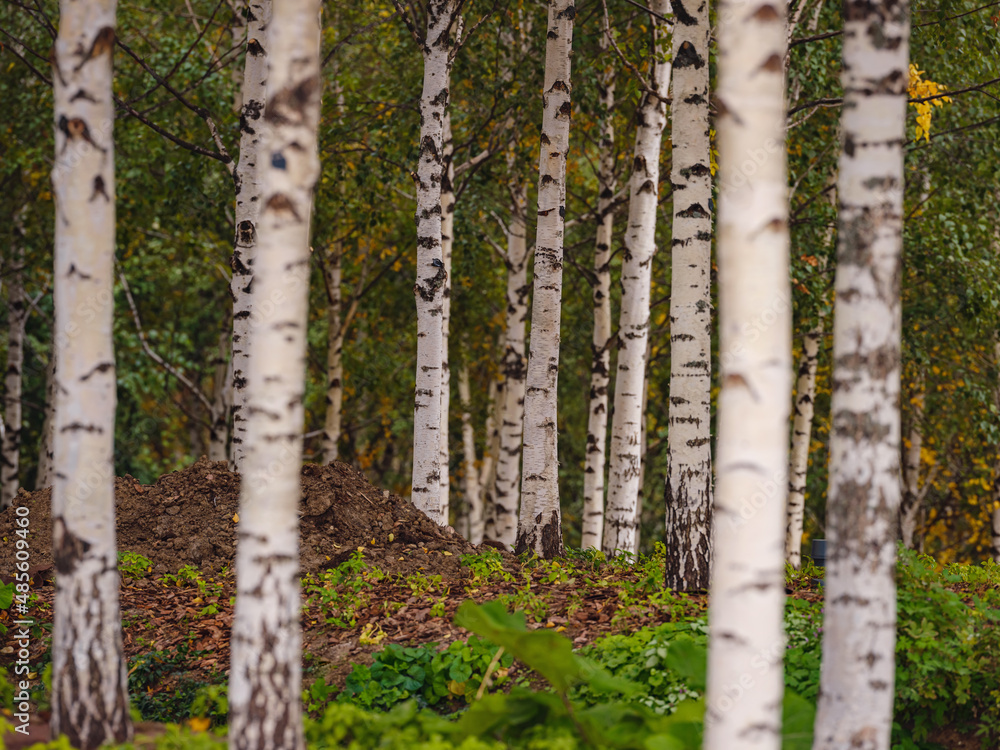 traditional forest of central Russia, summer cloudy day. central part of Moscow. Spring landscape with green birch trees. traditional forest of central Russia, summer cloudy day. central part of Moscow. Spring landscape with green birch trees.