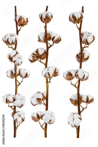 Cotton plant flower isolated on white background with full depth of field, Setor collection