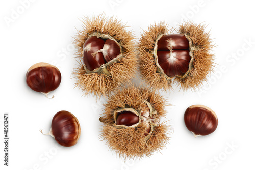 opened sweet chestnut in its spiky husk isolated on white. Top view. Flat lay.