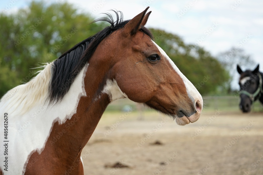 portrait of a horse portrait of a horse