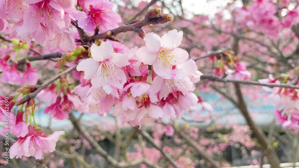 Beautiful pink cherry blossoms (Prunus x kanzakura Makino cx. Oh-kannzakura ) in spring time. The Oh-kanzakura is a hybrid of a Taiwanese and Japanese cherry species. Beautiful pink cherry blossoms (Prunus x kanzakura Makino cx. Oh-kannzakura ) in spring time. The Oh-kanzakura is a hybrid of a Taiwanese and Japanese cherry species.