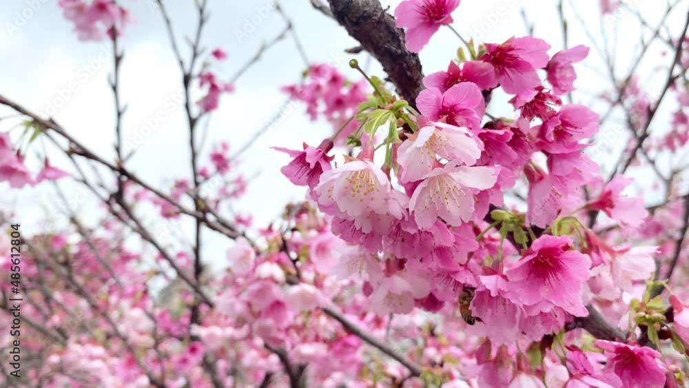 Beautiful pink cherry blossoms (Prunus x kanzakura Makino cx. Oh-kannzakura ) in spring time. The Oh-kanzakura is a hybrid of a Taiwanese and Japanese cherry species. Beautiful pink cherry blossoms (Prunus x kanzakura Makino cx. Oh-kannzakura ) in spring time. The Oh-kanzakura is a hybrid of a Taiwanese and Japanese cherry species.