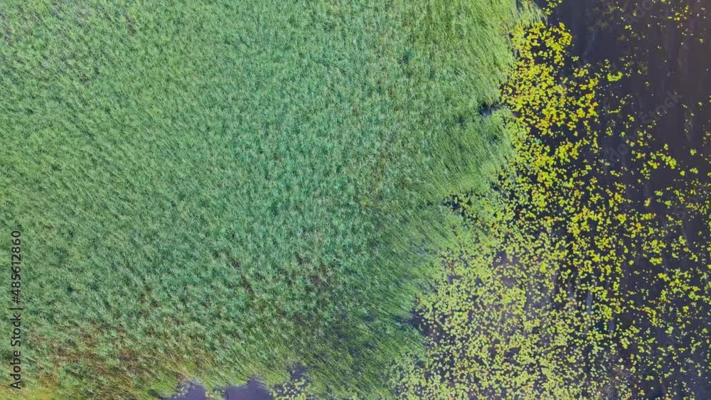 Green grass and lilies on the river. Drone backward. Aerial shot Green grass and lilies on the river. Drone backward. Aerial shot