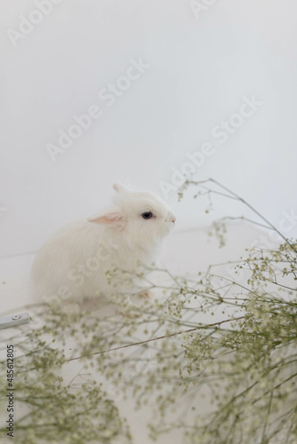 White fluffy cute rabbit in a bright room. Green plant lies nearby