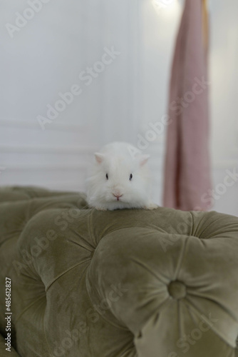 white fluffy cute rabbit in a bright room against the backdrop of a beautiful green sofa