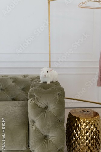 white fluffy cute rabbit in a bright room against the backdrop of a beautiful green sofa