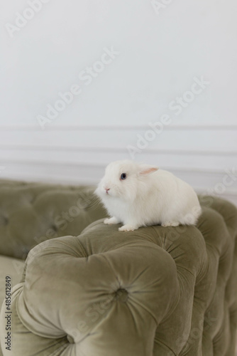 white fluffy cute rabbit in a bright room against the backdrop of a beautiful green sofa